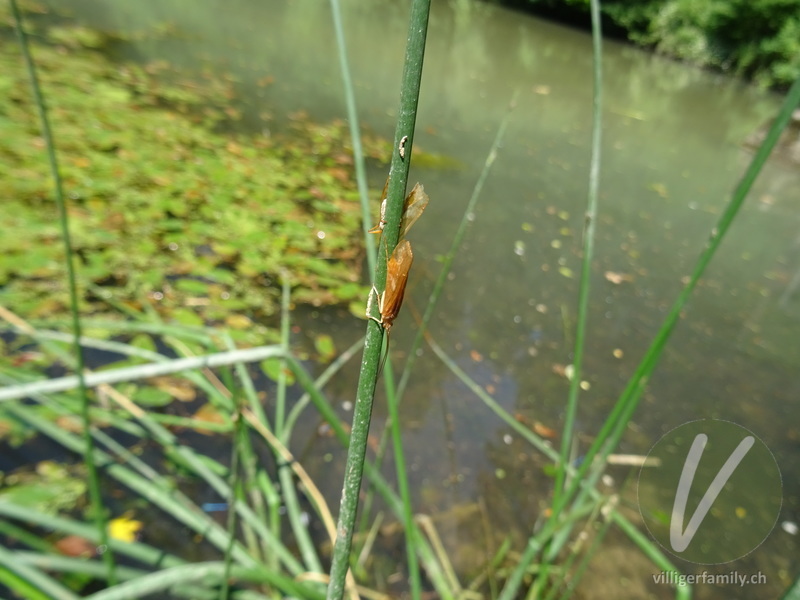 Köcherfliege (Limnephilus rhombicus): Übersicht